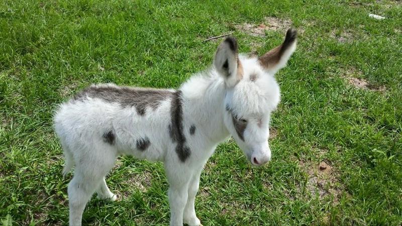 Spotted mini donkey fore sale