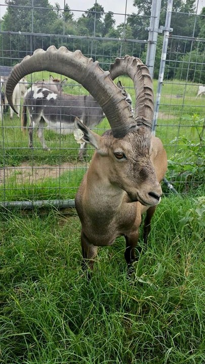 Alpine Ibex breeder at Double C Exoticsa