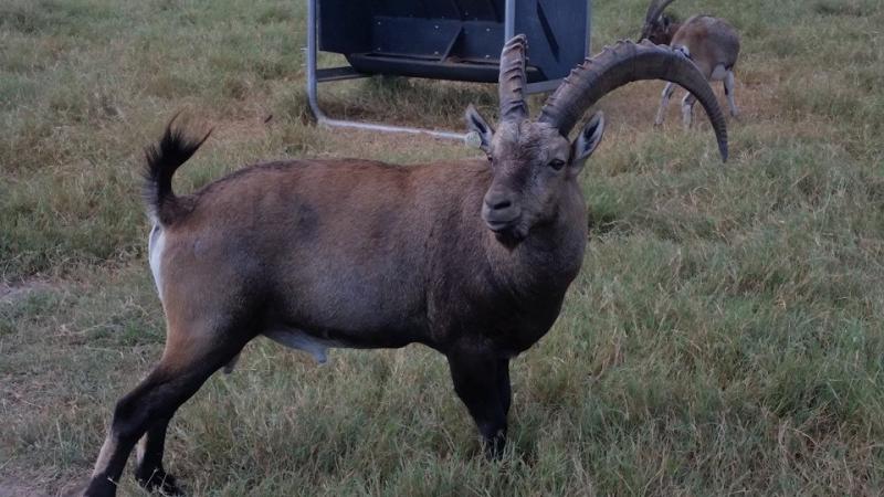 Alpine Ibex breeding buck at Double C Exotics