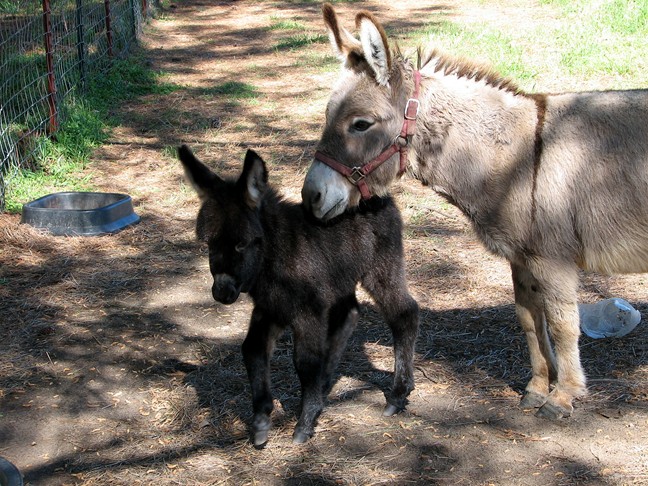 Baby miniature donkey for sale in south east Oklahoma