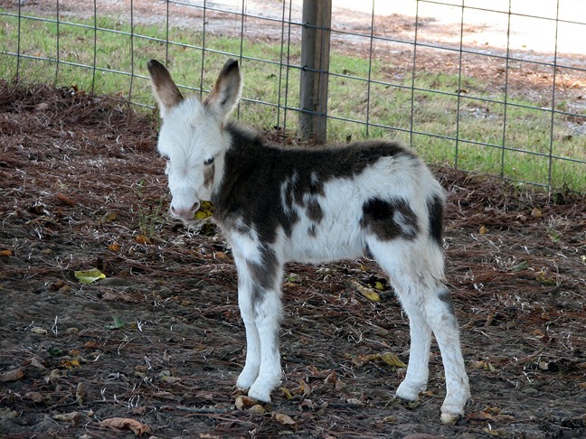 Spotted miniature donkey jack for sale