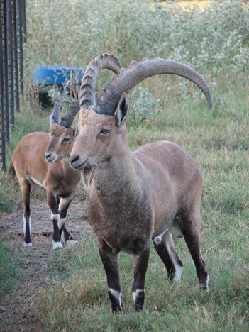 Ibex goats for sale