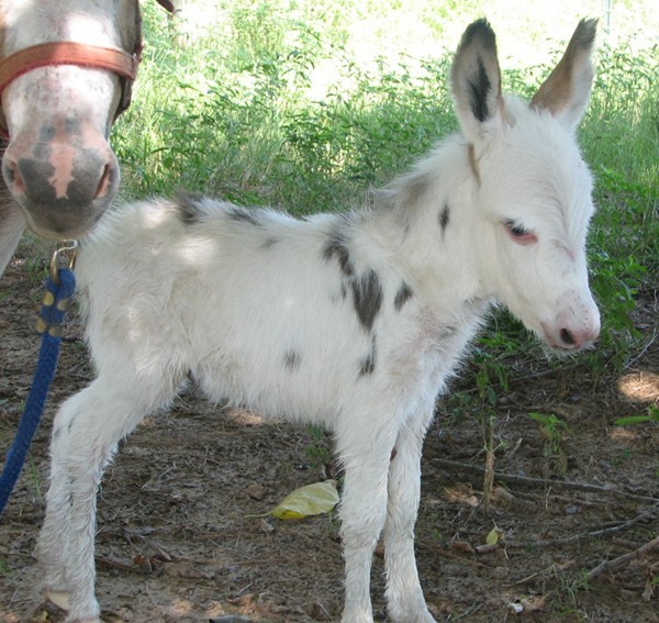 Baby miniature donkey for sale