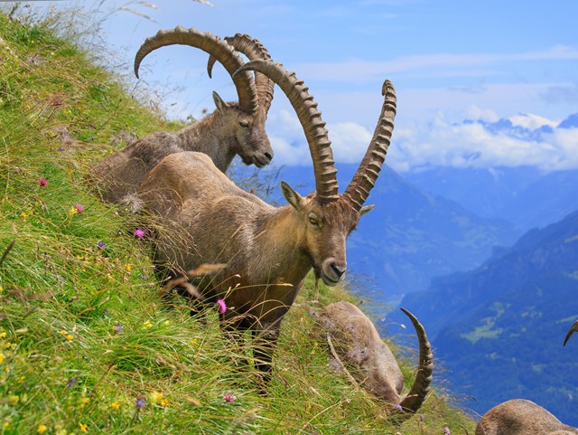 Alpine Ibex in the Swiss Alps